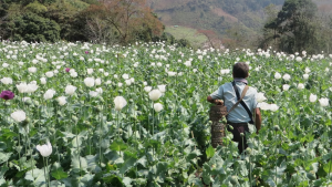 Photo 1: Opium Cultivation in Myanmar