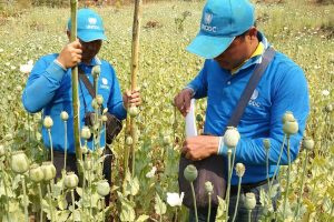 Photo 2: A UN team carries out ground verification of poppy fields in Shan State.(UNODC)