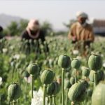 Shifting Sands: The Global Impact of Opium Production’s Move from Afghanistan to Myanmar