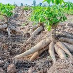 CHT forests being razed for cassava farming, harming biodiversity